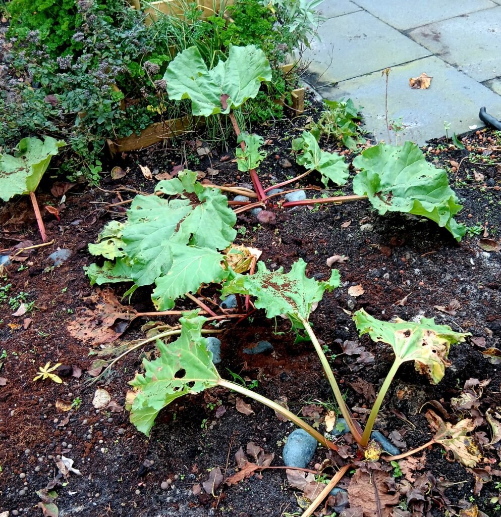 Biologische rabarber: de veelzijdige tuinplant voor verticaal tuinieren