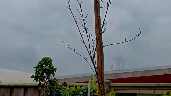 Krentenboom amelanchier lamarckii een sierlijke aanwinst voor je tuin