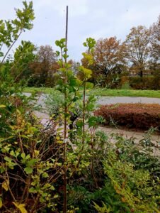 Japanse notenboom ginkgo biloba in een verhoogde stenen bloembak voor verticaal tuinieren