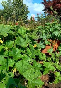 Flespompoenen in cortenstaal bloembakken in de tuin