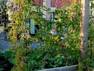 Passiebloem aan de pergola voor verticaal tuinieren