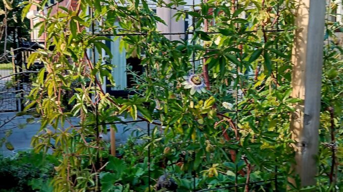 Passiebloem aan de pergola voor verticaal tuinieren