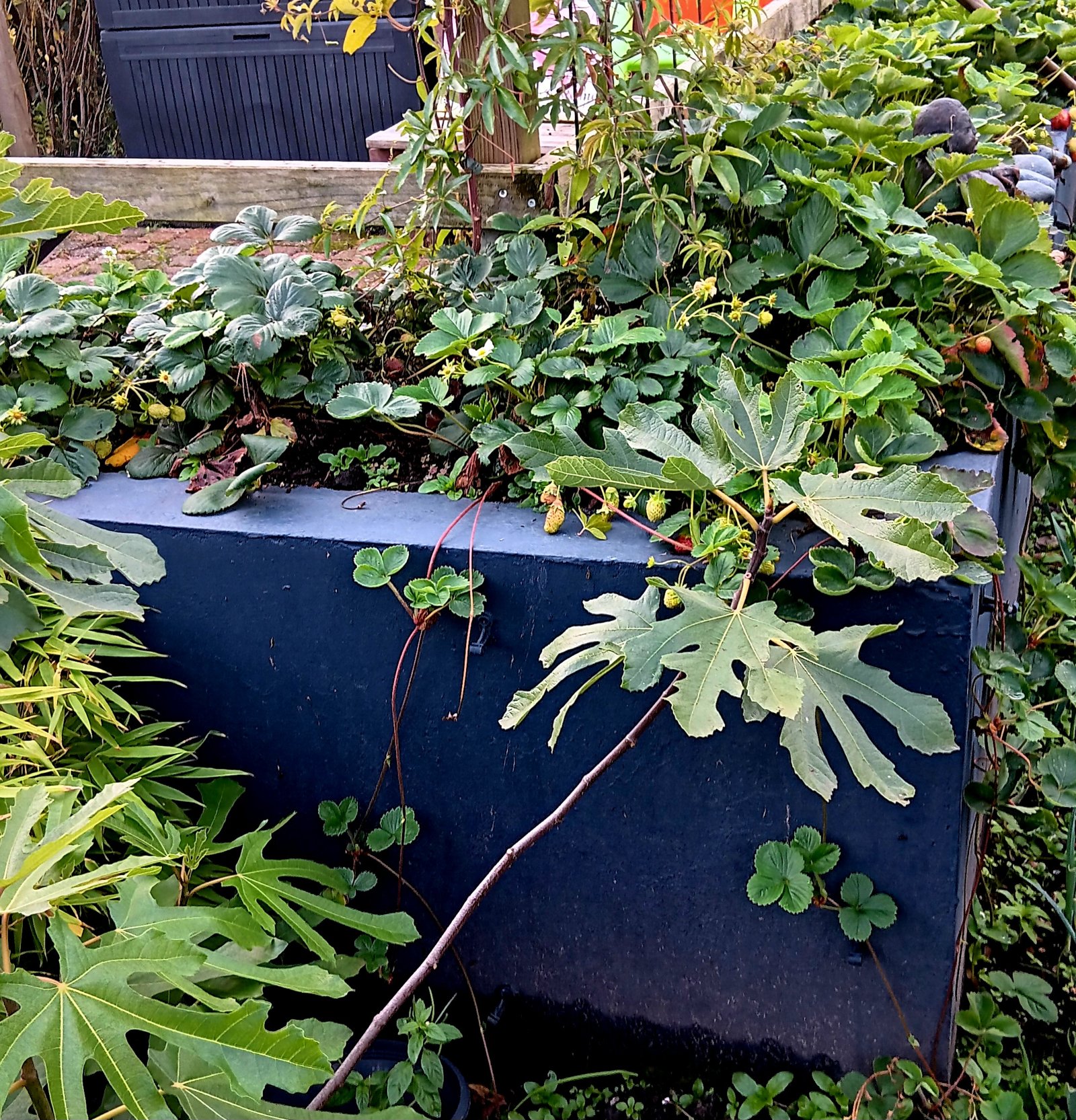 Aardbeien de zoete verleiding in de verticale tuin