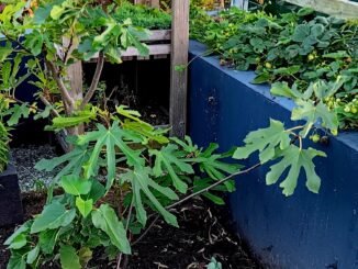 Meerstammige vijgenboom Brown Turkey in een verticale tuin voor een blauw muurtje