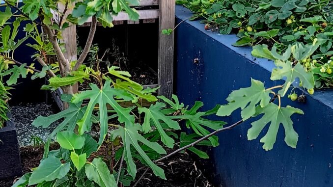 Meerstammige vijgenboom Brown Turkey in een verticale tuin voor een blauw muurtje