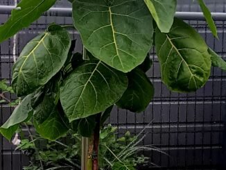 Boomtomaat tamarillo in groene plantzak in de tuinkas