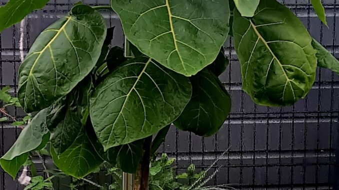 Boomtomaat tamarillo in groene plantzak in de tuinkas