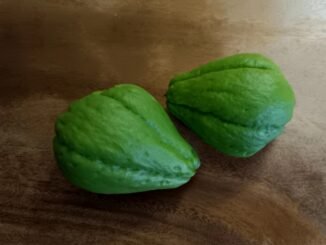 2 Chayote sechium edulis liggen op een houten tafel