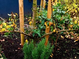 Rozemarijn rosmarinus officinalis in de kruidentuin voor fruitbomen en een bloem muurtje