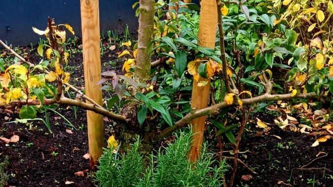 Rozemarijn rosmarinus officinalis in de kruidentuin voor fruitbomen en een bloem muurtje