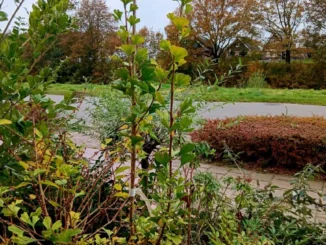 Ginkgo biloba