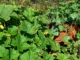 Flespompoenen in cortenstaal bloembakken in de tuin