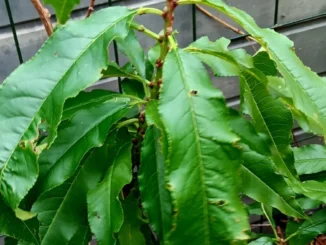 Biologische perzikboom in de tuin voor zelfvoorzienend leven