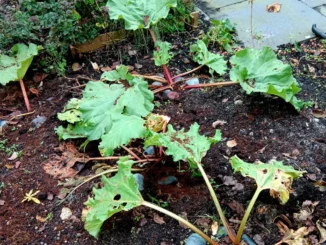 Biologische rabarber: de veelzijdige tuinplant voor verticaal tuinieren