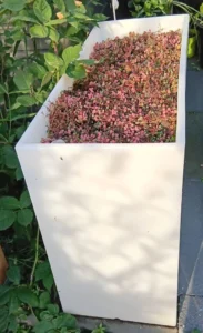 Sedum in een bloembak