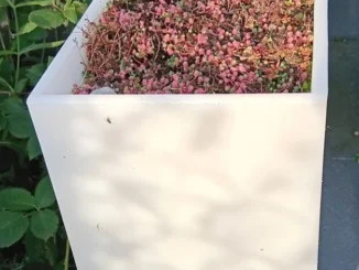 Sedum in een bloembak