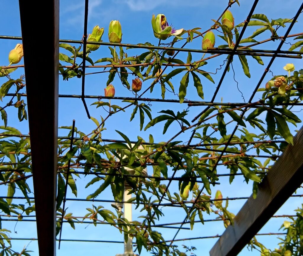 Passifloraplant aan de pergola